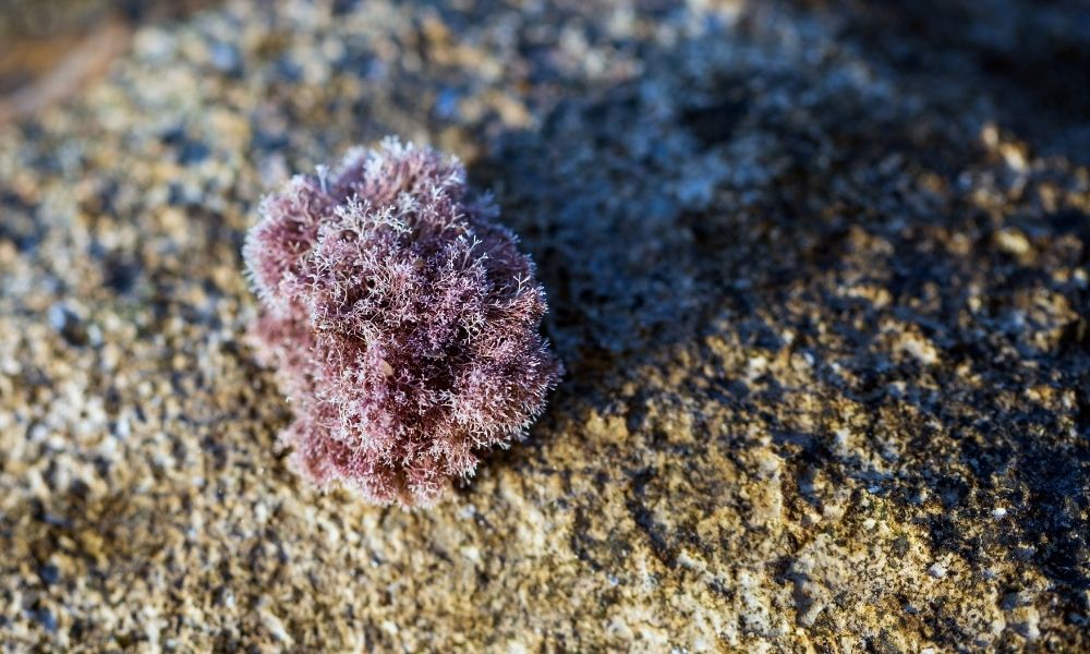 Uncovering the Wonders of Purple Sea Moss - Healthier Steps