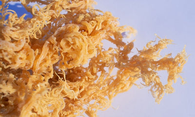 Origins of Sea Moss: Where Does It Come From?