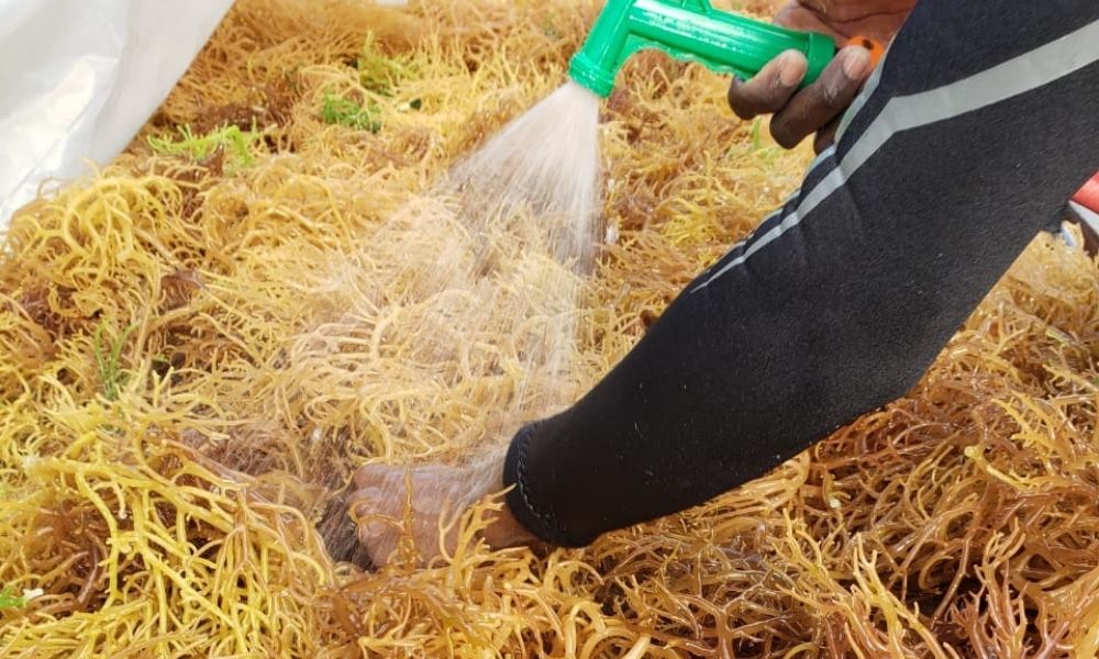 storing sea moss