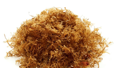 Real vs. Fake: How To Tell Your Sea Moss Is the Real Deal