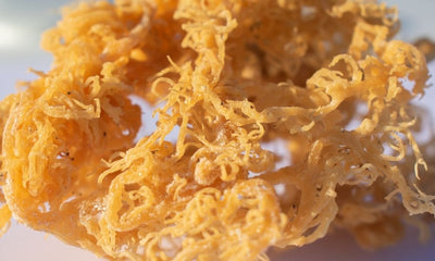 Wildcrafted Sea Moss & Fertility: What You Need To Know