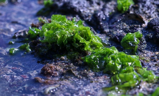 Sea Moss Gel vs. Capsules: Which Is Better for You?